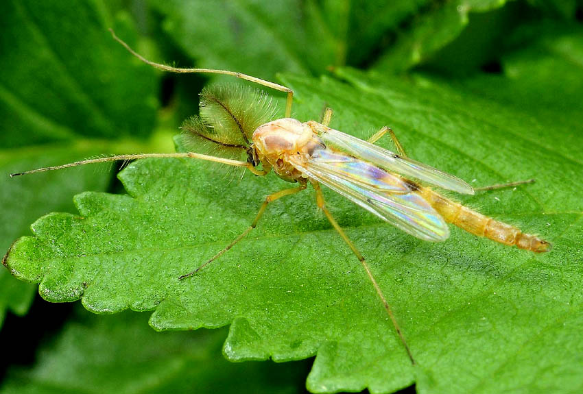 Chironomidae